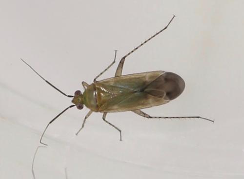 Plagiognathus fulvipennis
